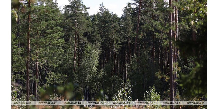 В Беларуси начинают снимать запреты на посещение лесов