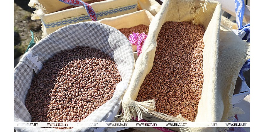 "Профицит зерна, на 85 тыс. тонн больше овощей". Шулейко об итогах сельскохозяйственного года