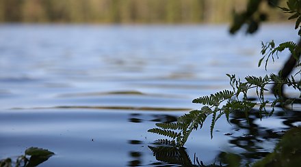 В Беларуси для ЦУР в 2025 году разработают более 40 стандартов в области охраны окружающей среды