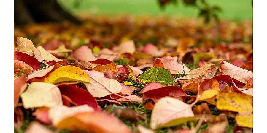 Как превратить обычные листья в ценное удобрение для сада