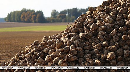 В Беларуси завершилась уборка сахарной свеклы