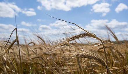 Минсельхозпрод установил закупочные цены на продукцию растениеводства для госнужд на 2018 год