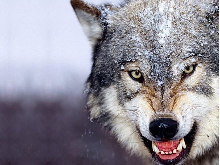 Говорят, что в Вороновском районе «распоясались» волки...