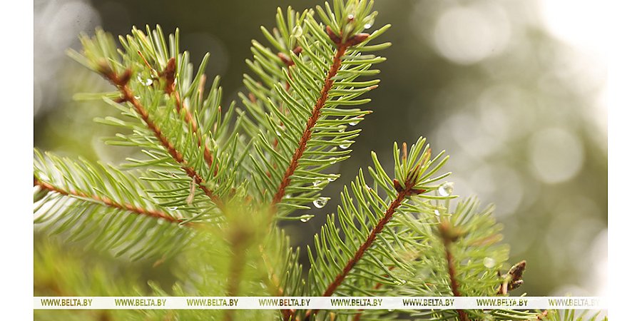 Мокрый снег, дождь будут сегодня в Беларуси