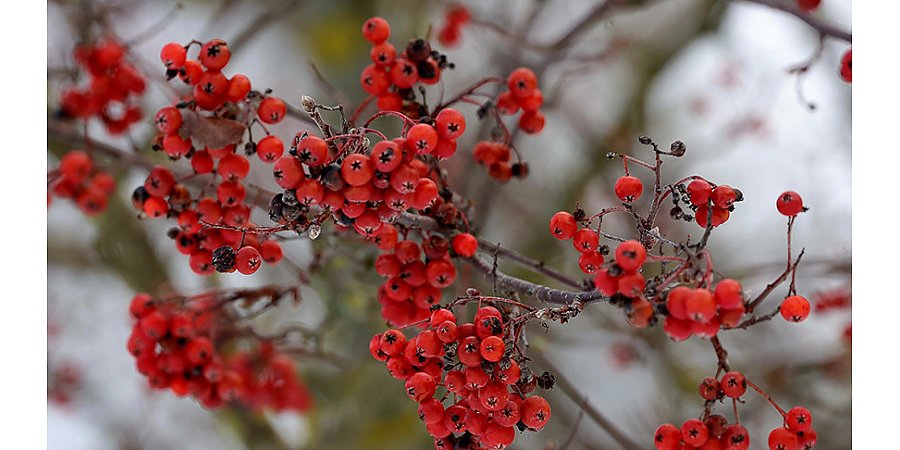 Оранжевый уровень опасности из-за сильного снега объявлен в Беларуси на 20 января