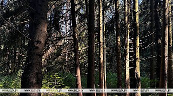 Ограничения на посещение лесов действуют в 91 районе Беларуси