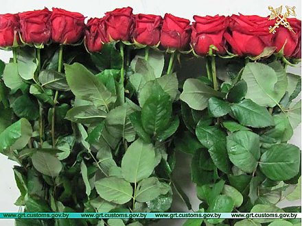 Шесть попыток незаконного перемещения цветов в адрес российских фирм выявлено за неделю в пункте пропуска «Бенякони» гродненскими таможенниками