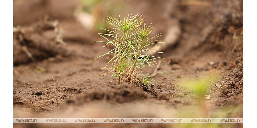 Акция "Неделя леса" пройдет в Беларуси с 9 по 16 апреля