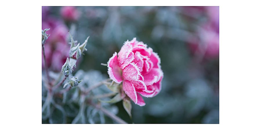 Почему нельзя мульчировать розы опилками