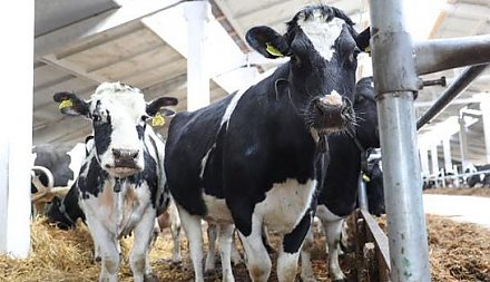В Гродненской области платежи в бюджет от фермерских хозяйств увеличились на 13 процентов