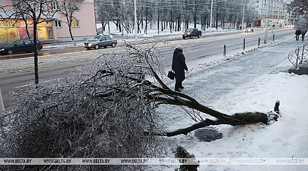 Последствия непогоды в Беларуси: 163 упавших дерева и 28 поврежденных авто