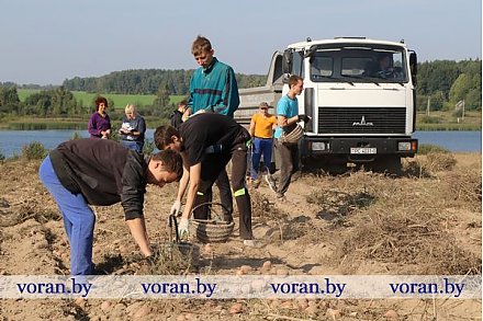 В «элитном» десант  картофельный солидный