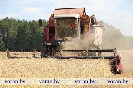 Поздравление Вороновского райисполкома и Вороновского райсовета депутатов с  районным праздником хлеборобов «Дажынкі-2024»!