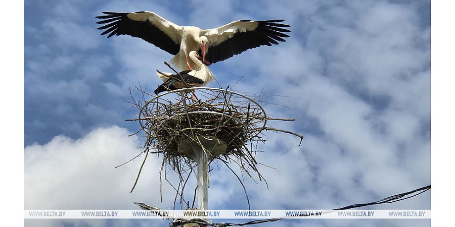До +22°С ожидается сегодня в Беларуси