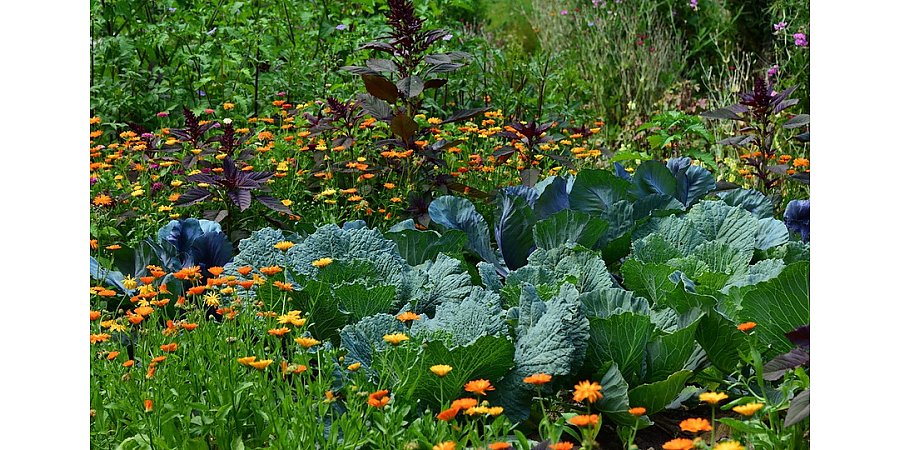 Чем обработать капусту от гусениц в августе