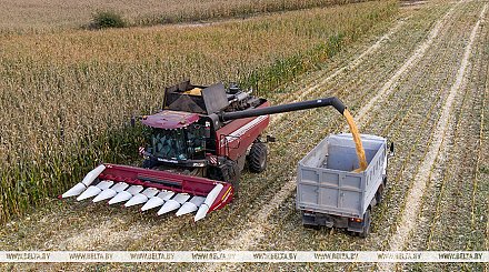 Свыше 10,1 млн тонн зерна с рапсом и кукурузой намолотили в Беларуси 