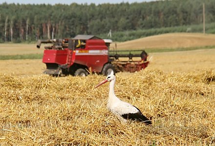 Семь миллионов тонн зерна намолотили в Беларуси