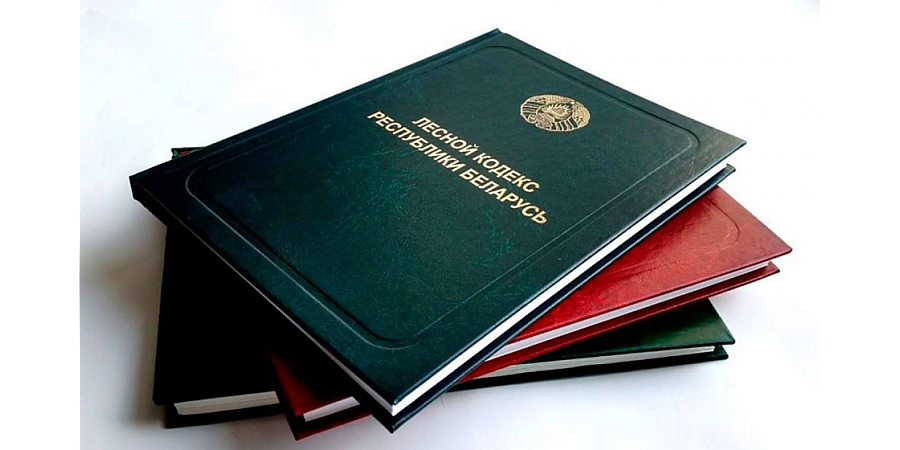 В Беларуси вступает в силу обновленный Лесной кодекс