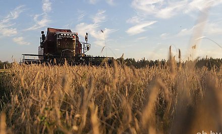 В Беларуси намолотили более 7,4 млн тонн зерна