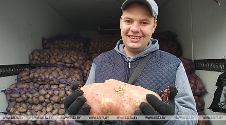 Картофель-гигант весом более 1,6 кг вырастили фермеры в Ивьевском районе