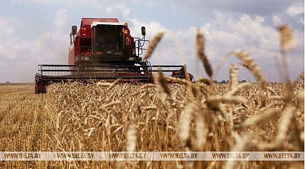 Массовая уборка зерновых началась в Беларуси