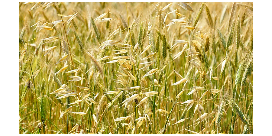 Народные приметы на 7 августа: что можно и нельзя делать в этот день