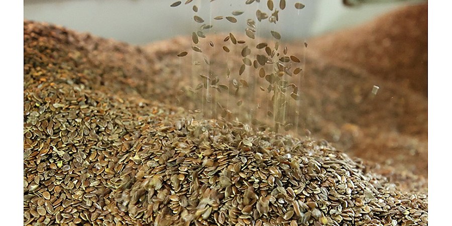 В Беларуси определили, какие организации будут проводить анализ семян лесных растений