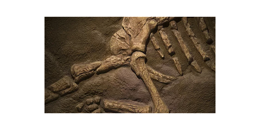 Мексиканские ученые обнаружили новый вид динозавра