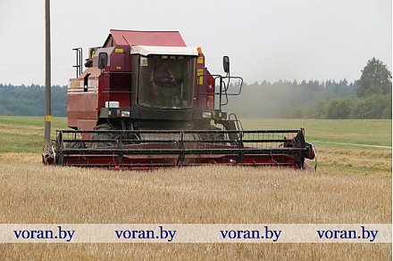 Дожинки — в Больтишках,  двухтысячники — в Дотишках. В Вороновском районе продолжается уборка урожая (Фото)