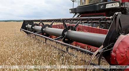 Свыше 10,2 млн тонн зерна с учетом рапса и кукурузы намолотили в Беларуси