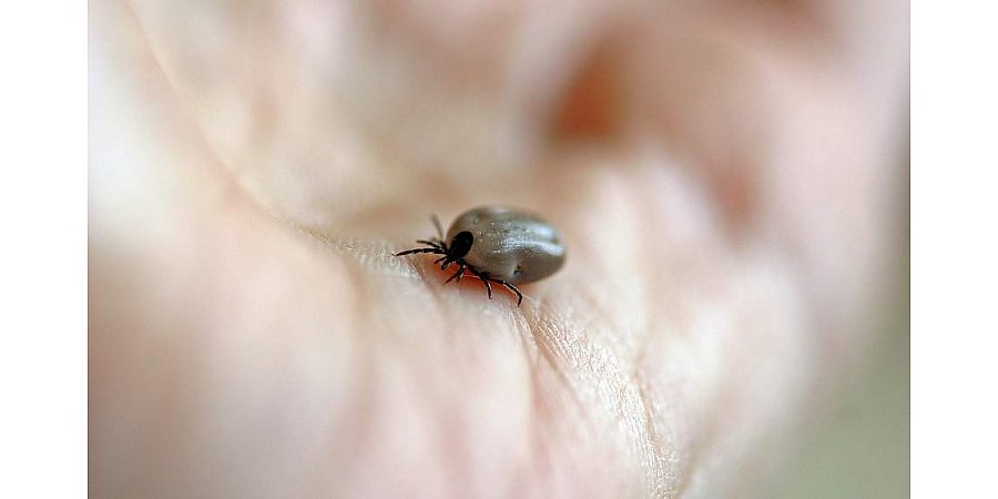 В Гродненской областной инфекционной больнице проводят вакцинацию против клещевого энцефалита, а также диагностику для тех, кто пострадал от клещей