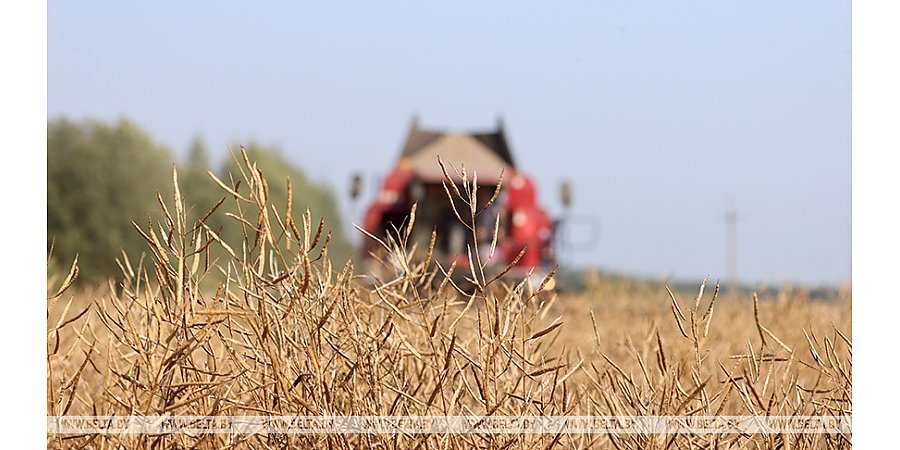 Хозяйства Беларуси намолотили почти 7452 тыс. тонн зерна, включая рапс