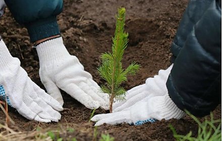 Единый день озеленения пройдет в Беларуси 11 октября