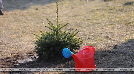 В Беларуси началась Неделя леса