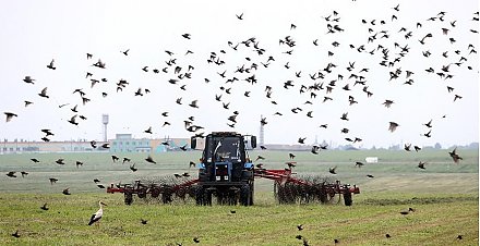 В Беларуси второй укос трав провели на почти 17% площадей