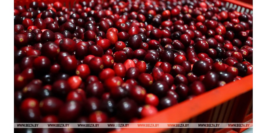 #НАШАЛЕПШАЕ#НАШЕЛУЧШЕЕ. Беларусь заключила контракт на поставку ягод в Сербию