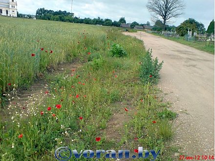 И мак у нас цветет... Фотофакт