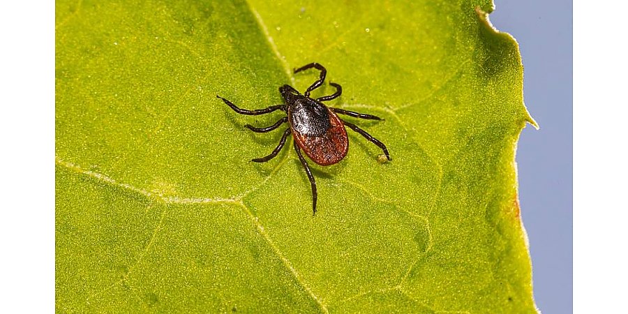 Светлая одежда, применение репеллентов: что еще поможет уберечься от клещей