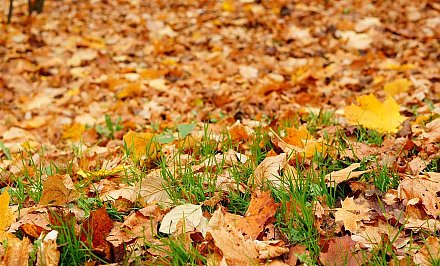 Можно ли сжигать опавшие листья на участках