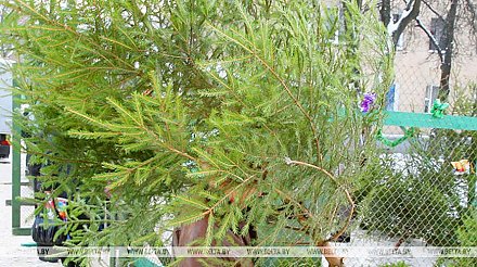 Первые елочные базары заработают в Беларуси 20 декабря