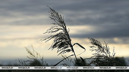 В МЧС предупредили о рисках из-за сильного ветра