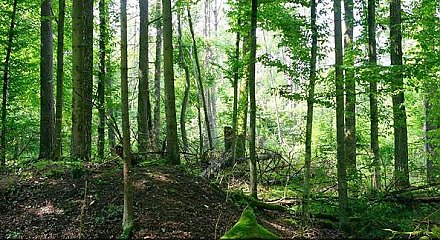 Ордена Матери удостоены 164 женщины из различных регионов Беларуси