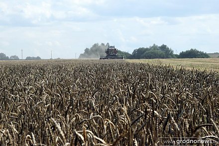 Аграрии Беларуси намолотили более 8,3 млн тонн зерна
