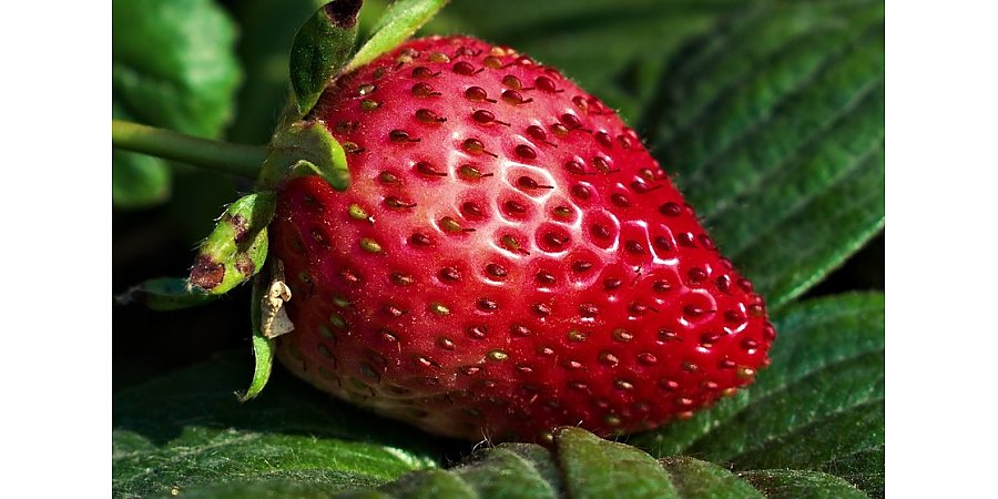 Зимний метод посадки клубники. Простой секрет повышает всхожесть семян в разы