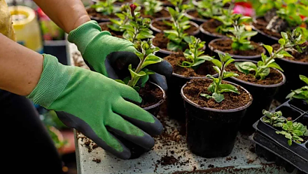 Посадите первую рассаду на Огородника: народные приметы на 18 марта