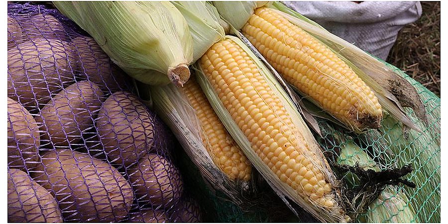 В Беларуси собрали почти 179 тысяч тонн овощей