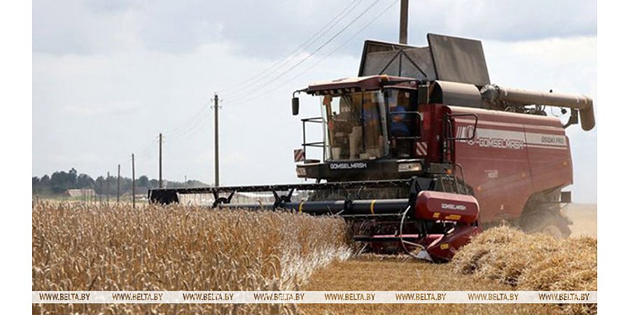 В Беларуси намолочено 10,4 млн тонн зерна с учетом рапса и кукурузы