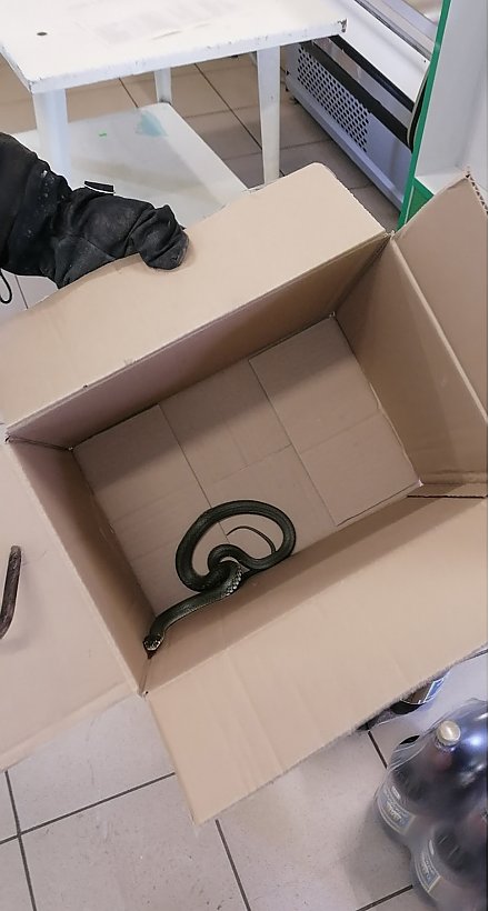 Вот УЖ гость… Вороновские спасатели трижды выезжали для оказания помощи населению в связи с проникновением в помещения ужей