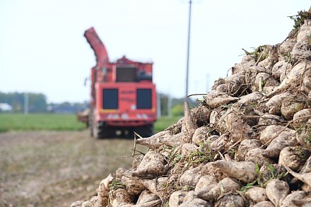 В Беларуси началась массовая уборка сахарной свеклы