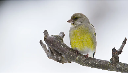 Сварите овсянку на завтрак: народные приметы на 3 марта